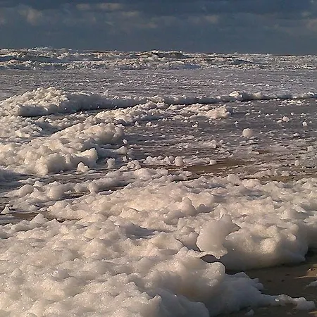 De Stern En De Beuk Groet