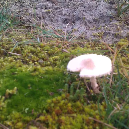 De Stern En De Beuk * Groet